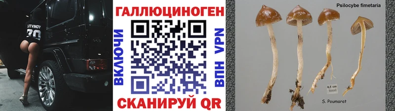 наркота  ссылка на мегу зеркало  Псилоцибиновые грибы Cubensis  Хилок 